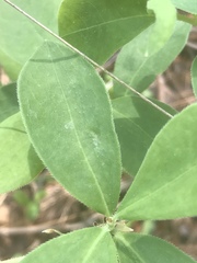 Rhododendron atlanticum
