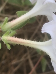 Rhododendron atlanticum