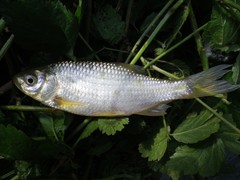 Scardinius hesperidicus