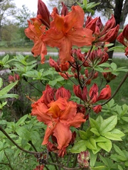 Rhododendron calendulaceum