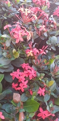 Ixora