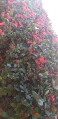 Ixora