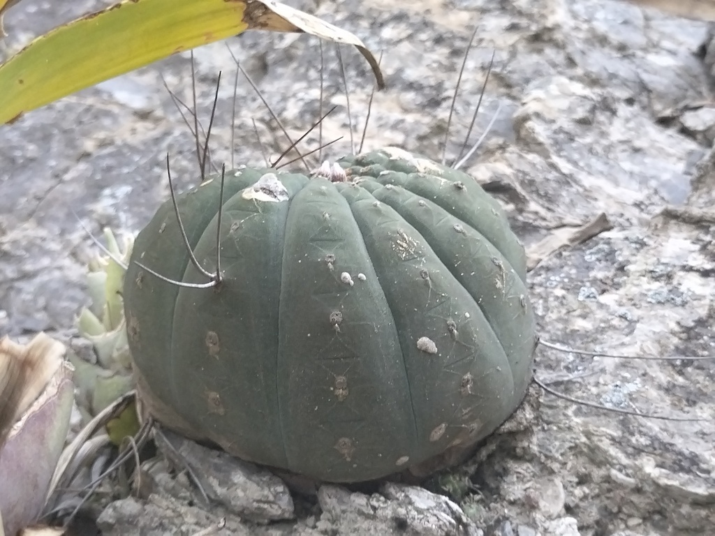 Matucana madisoniorum