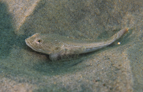 Pacific Staghorn Sculpin