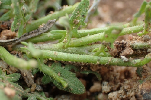 Image of Mediterranean Rocket (Sisymbrium runcinatum) by (c) Jorge Íñiguez, some rights reserved (CC BY)