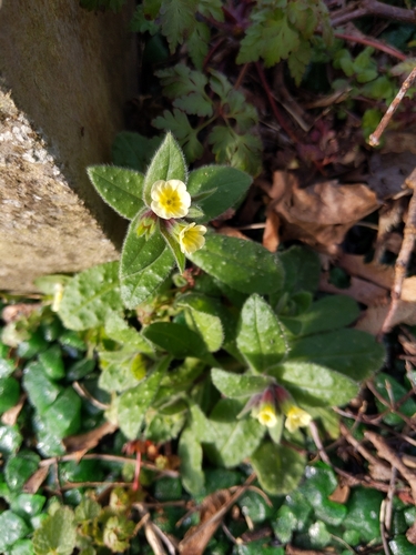 Image of Nonea lutea by (c) Helen Kitson, some rights reserved (CC BY)