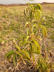 Cestrum fulvescens