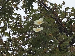 Angiospermae