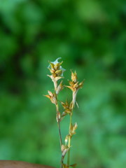 Carex laeviculmis