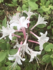 Rhododendron atlanticum