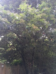 Crataegus marshallii