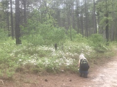 Rhododendron atlanticum