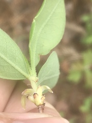 Rhododendron atlanticum