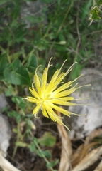 Klasea cerinthifolia