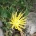 Klasea cerinthifolia - Photo (c) achik, algunos derechos reservados (CC BY-NC), subido por achik