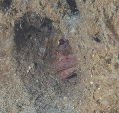 Sebastes auriculatus