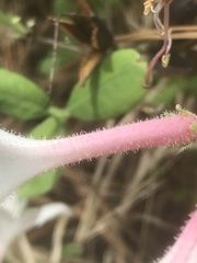 Rhododendron atlanticum