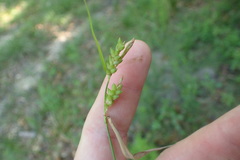 Carex flaccosperma