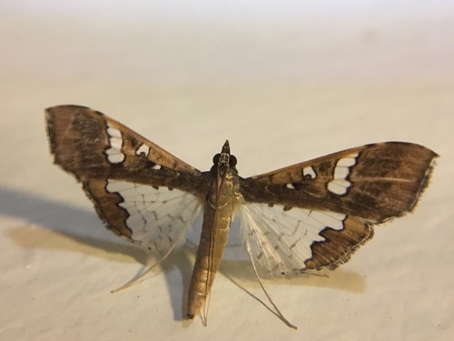 Mung Bean Moth