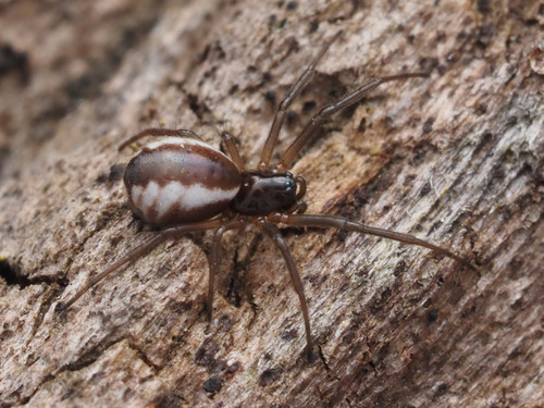 Bowl-and-doily Spider