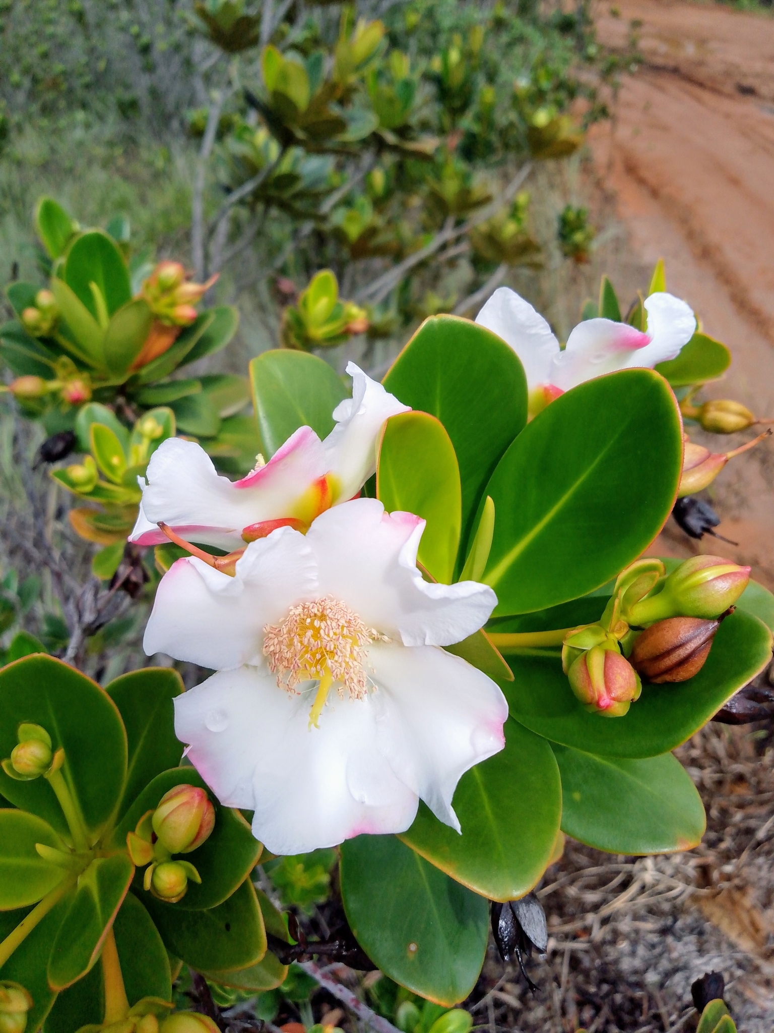 Bonnetia stricta