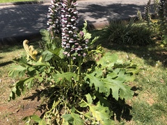 Acanthus mollis