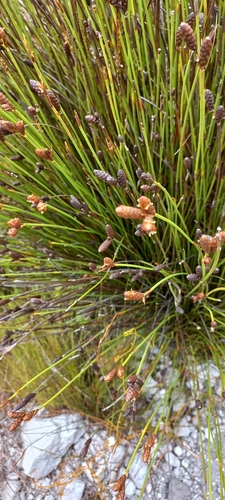 Image of Nevillea obtusissima by (c) Adele SL, some rights reserved (CC BY)