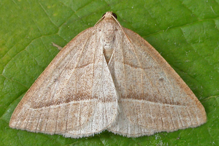 Petrophora