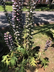 Acanthus mollis
