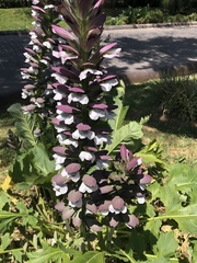 Acanthus mollis