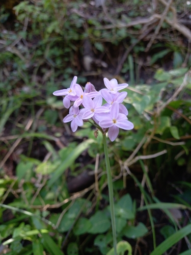 Tulbaghia maritima, photograph 4