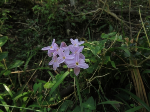 Tulbaghia maritima, photograph 5