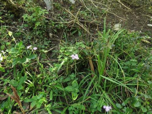 Tulbaghia maritima, photograph 6