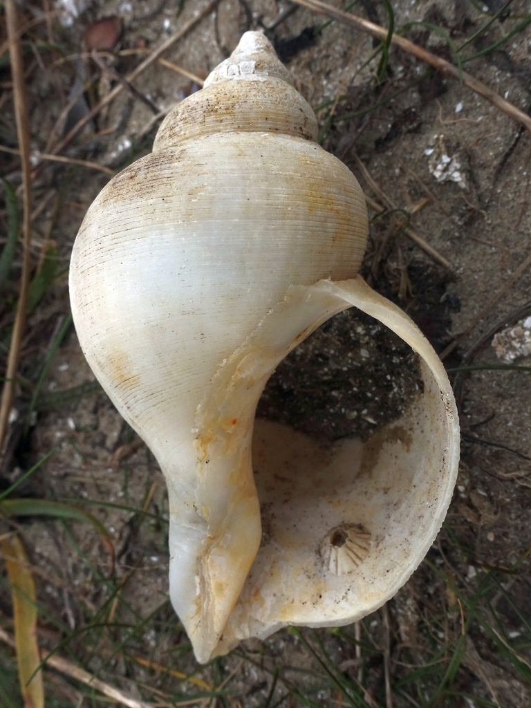 Neptunea antiqua