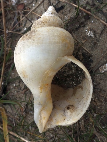 Red Whelk