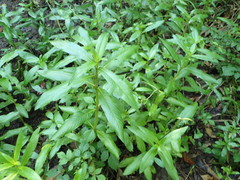 Hygrophila lacustris