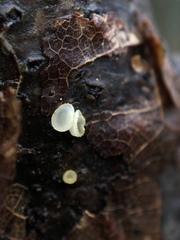 Arachnopeziza aurelia