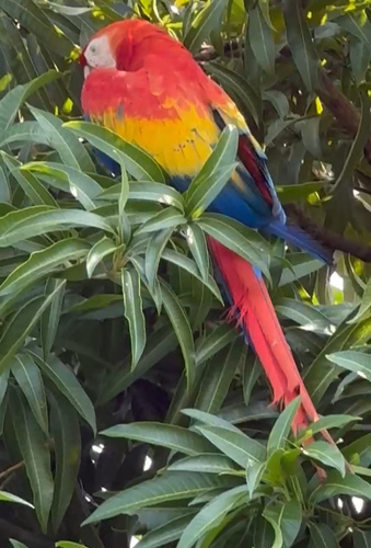 Scarlet macaws