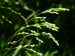 Glyceria elata