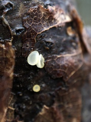 Arachnopeziza aurelia