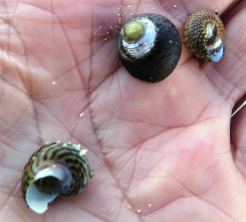 Gibbula fulgens, 2019-04-26