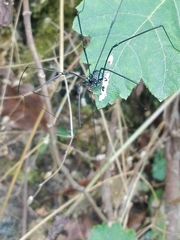 Leiobunum viridorsum