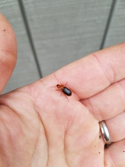 Amphasia interstitialis