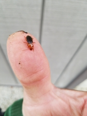 Amphasia interstitialis