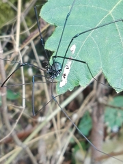 Leiobunum viridorsum