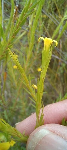 Yellowcross Capesaffron (Gnidia galpinii)