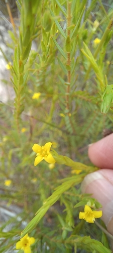 Image of Gnidia galpinii by (c) Adele SL, some rights reserved (CC BY)