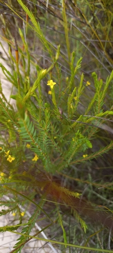 Image of Gnidia galpinii by (c) Adele SL, some rights reserved (CC BY)