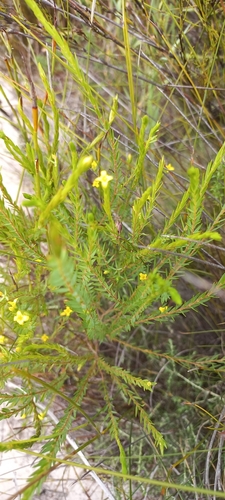 Image of Gnidia galpinii by (c) Adele SL, some rights reserved (CC BY)
