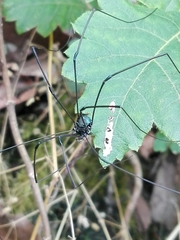 Leiobunum viridorsum